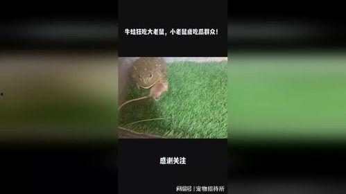 鼠鼠娱乐吃瓜,揭秘娱乐圈吃瓜背后的真相