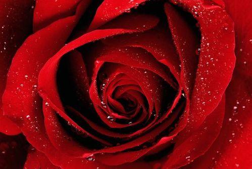 娱乐吃瓜酱带刺的玫瑰